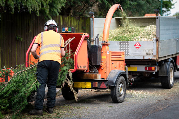 Tree Root Removal in La Grange Park, IL